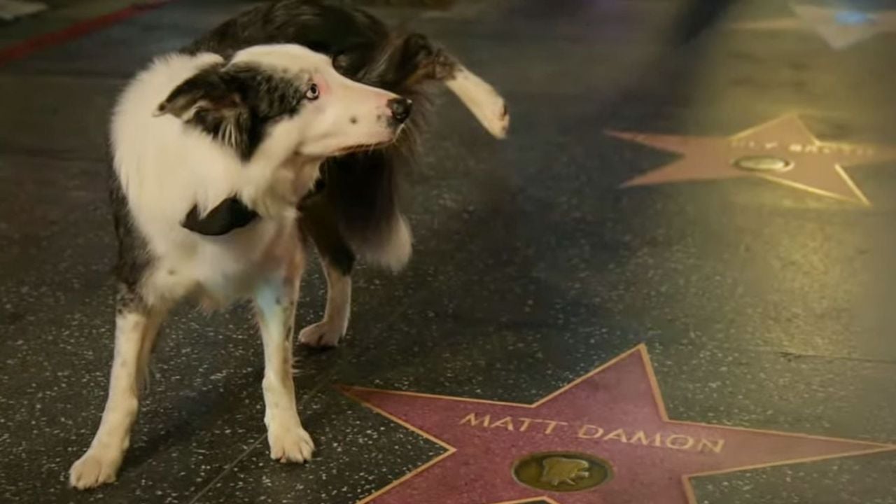 Cachorro Messi "batizou" a estrela de Matt Damon