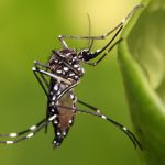 Cientistas brasileiros utilizam IA para prever epidemias de dengue