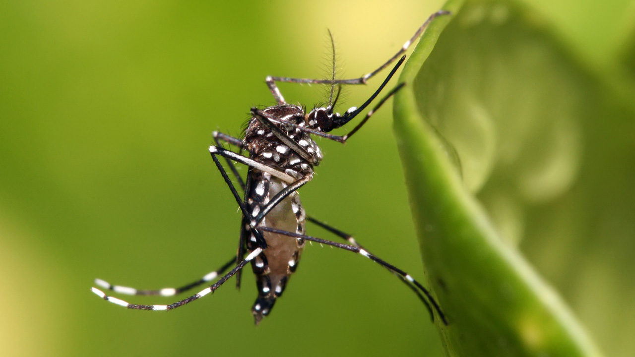 Cientistas brasileiros utilizam IA para prever epidemias de dengue