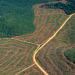 Amazônia desmatada (foto: reprodução/ Getty Images Embed)