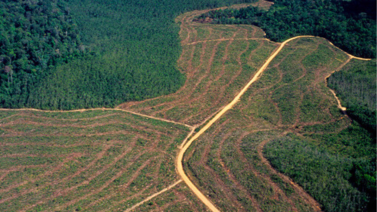 Amazônia desmatada (foto: reprodução/ Getty Images Embed)