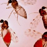 Culicoides paraenses, mosquito transmissor da Febre Oropouche, ampliado em laboratório