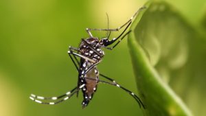 Brasil registra aumento alarmante de casos de dengue em 2024