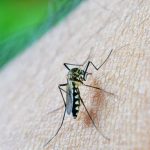 Ministério da Saúde divulga lista de cidades que vão receber vacina de dengue