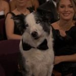 Messi, cachorro de "Anatomia de uma Queda", durante o Oscar 2024