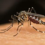 Mosquito da dengue