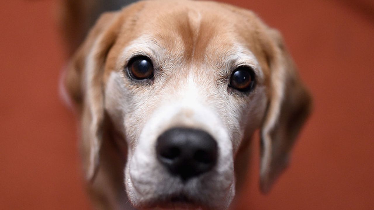 Cães de assistência