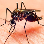 Mosquito da dengue