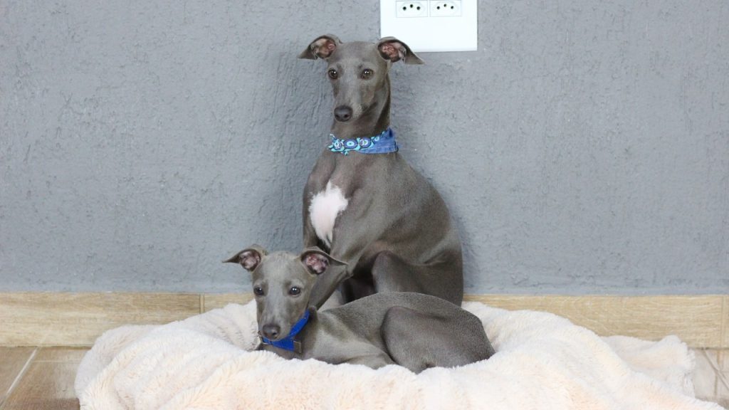 Galguinho Italiano é uma raça romântica e sensível? Galguinho Italiano é uma raça romântica e sensível?