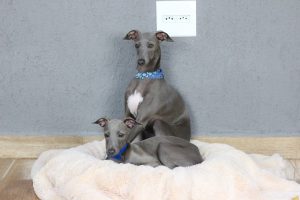 Galguinho Italiano é uma raça romântica e sensível?