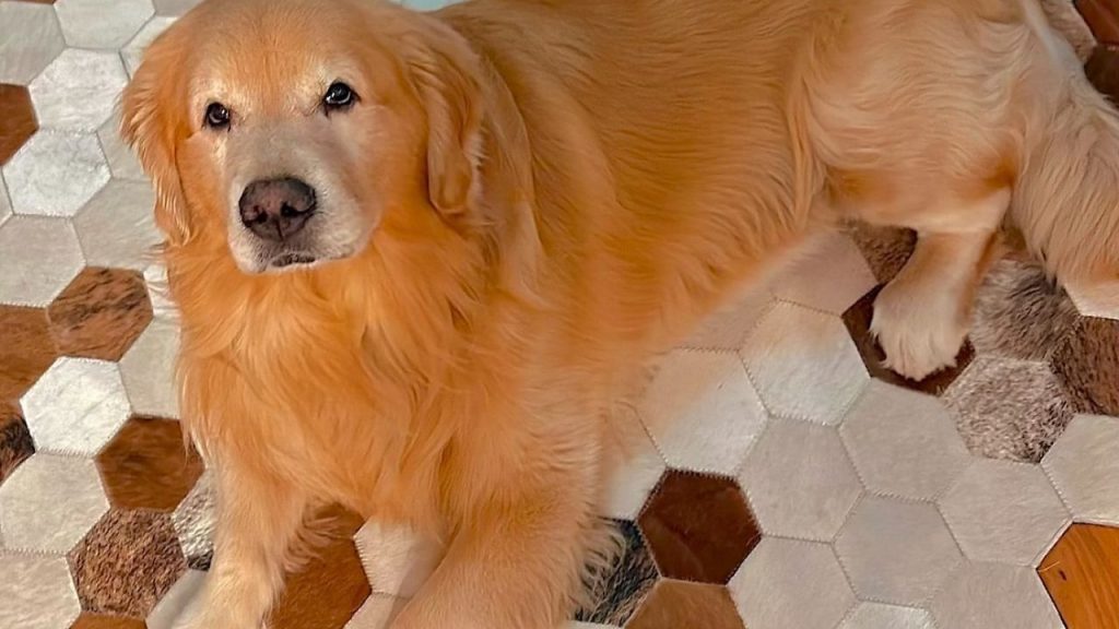 Após incidente, Lei Joca tramita em caráter de urgência na Câmara