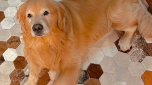 Após incidente, Lei Joca tramita em caráter de urgência na Câmara