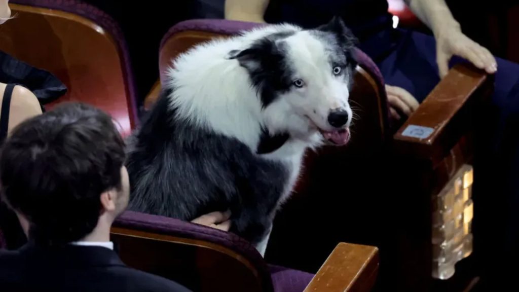 Cachorro Messi de "Anatomia de Uma Queda", ganhará minissérie ambientada em Cannes Messi o cão