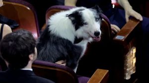 Cachorro Messi de “Anatomia de Uma Queda”, ganhará minissérie ambientada em Cannes