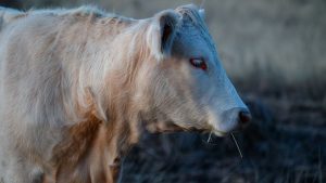 Texas confirma caso de gripe aviária em humano