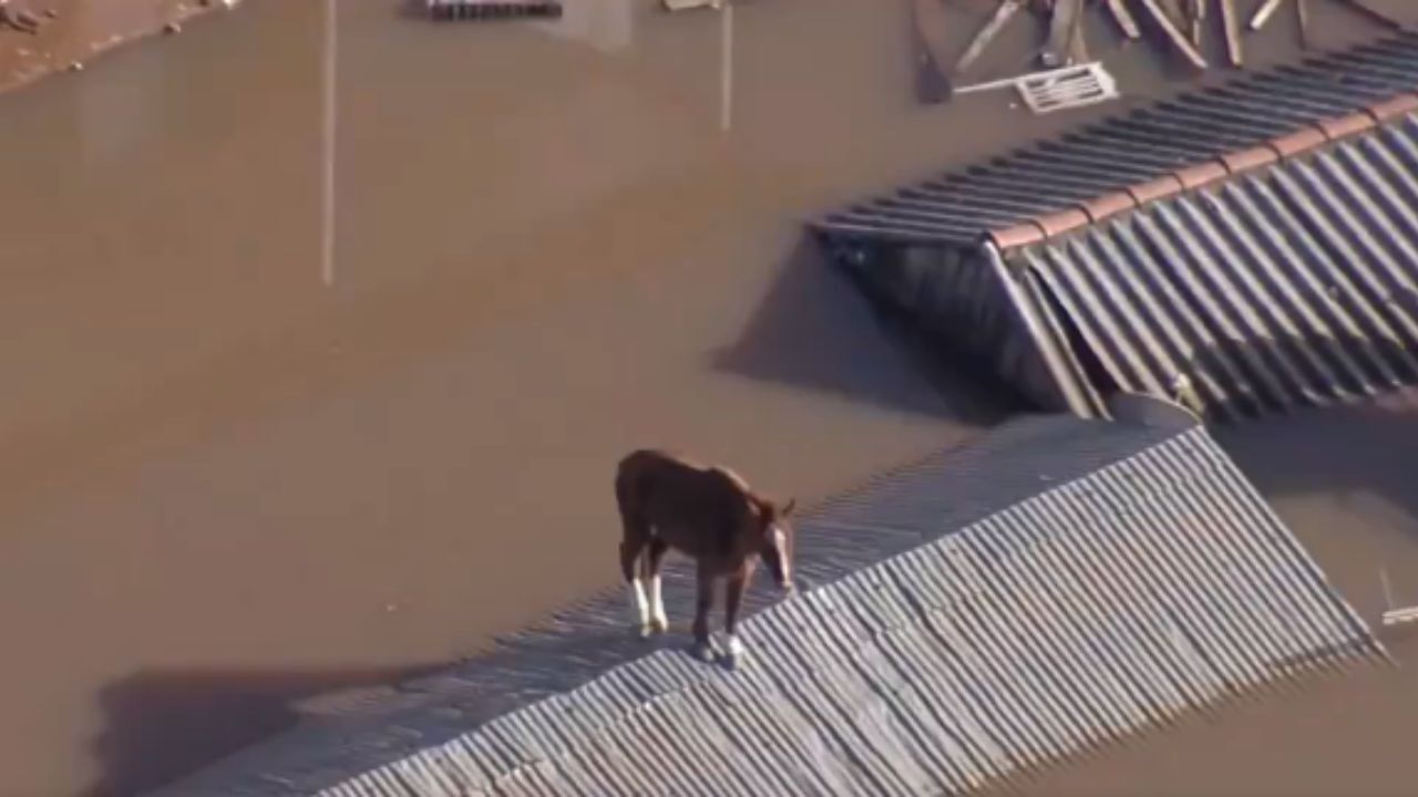 Animal foi socorrido por equipe do Corpo de Bombeiros e Exército