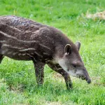 Anta, um dos animais que é atropelado em rodovias