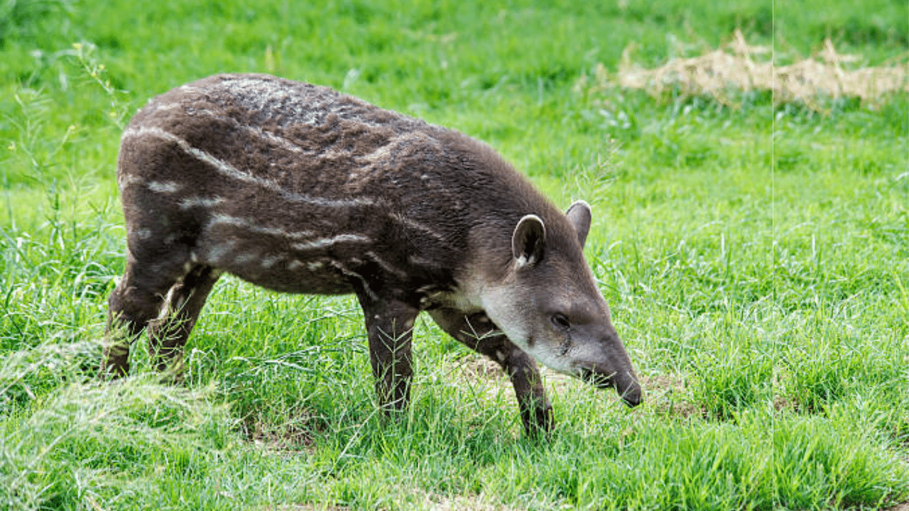 Anta, um dos animais que é atropelado em rodovias