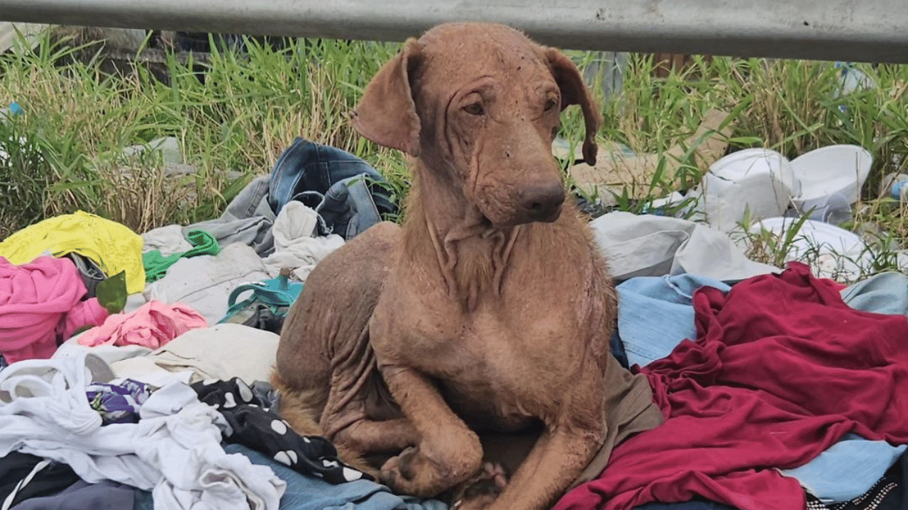 Animal resgatado por voluntária