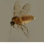 Febre Oropouche - mosquito marium