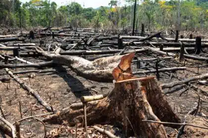 Desmatamento e queimadas no Brasil