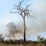 Proposta ambiciosa busca alinhar metas brasileiras ao Acordo de Paris, enquanto o país enfrenta desafios para conter emissões e preservar o meio ambiente.