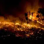 Incêndio Florestal à noite com Chamas intensas e Fumaça