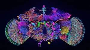 Descobertas no cérebro da mosca podem revolucionar o combate a distúrbios mentais