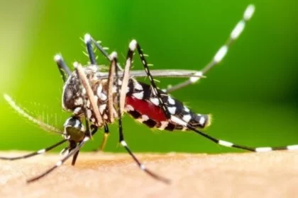 Mosquito da Dengue