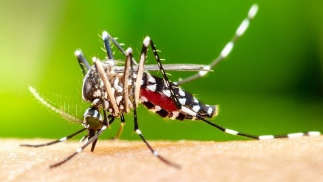 Mosquito da Dengue