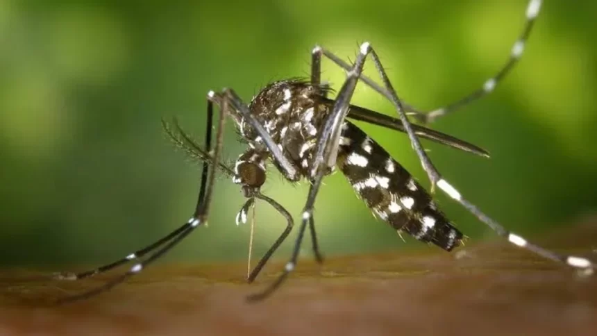 São Paulo anuncia Centro de Operacões de emergência para o combate à dengue