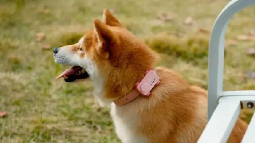 Cachorro com coleira, onde o dispositivo do PetPhone é acoplado para uso