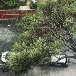 Árvore caída no centro de São Paulo durante tempestade.