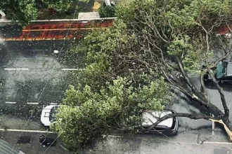 Árvore caída no centro de São Paulo durante tempestade.