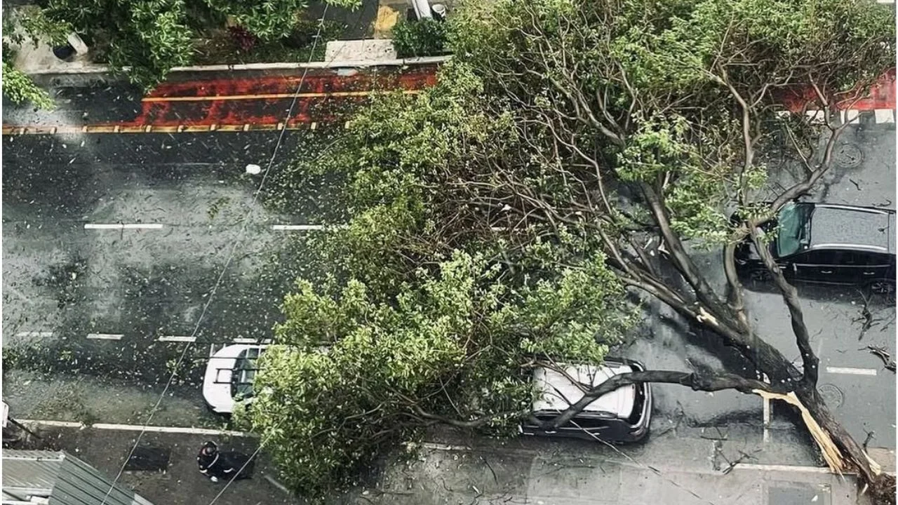 Árvore caída no centro de São Paulo durante tempestade.