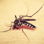 Foto do aedes aegypti