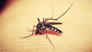 Veja as principais precauções necessárias em relação a dengue