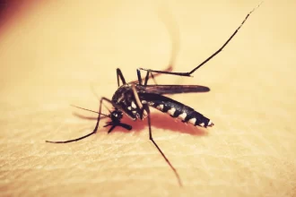 Foto do aedes aegypti