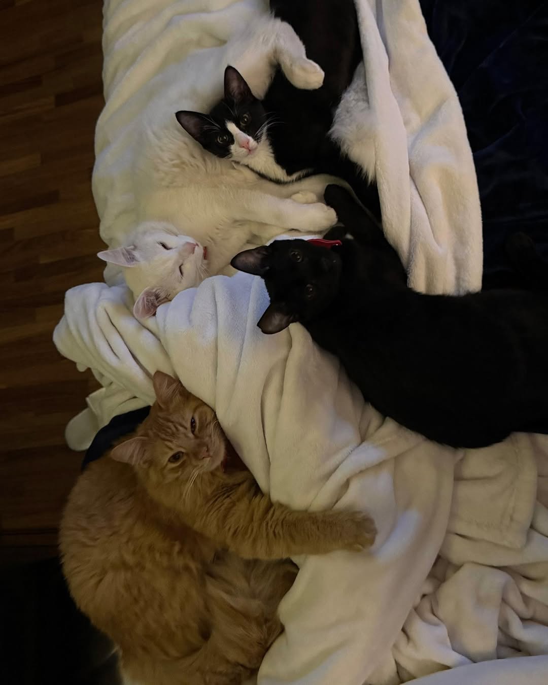 Entre antibiótico e gatos: Marina Ruy Barbosa mostra lado íntimo após Festival de Cannes