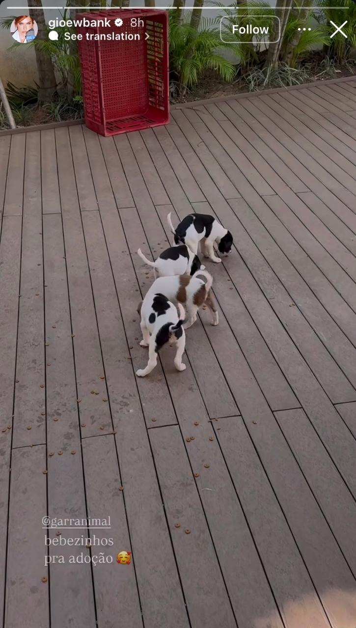 Giovanna Ewbank e Bruno Gagliasso resgatam filhotes de cachorro e incentivam adoção nas redes sociais