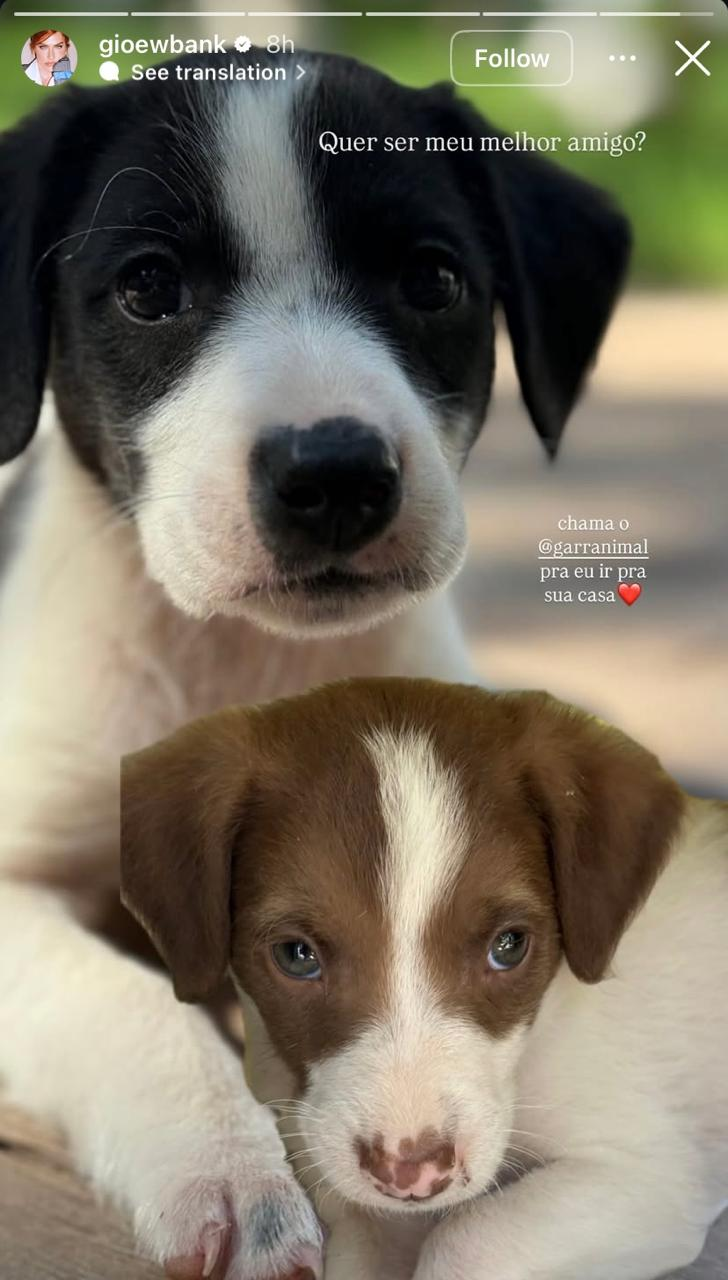 Giovanna Ewbank e Bruno Gagliasso resgatam filhotes de cachorro e incentivam adoção nas redes sociais