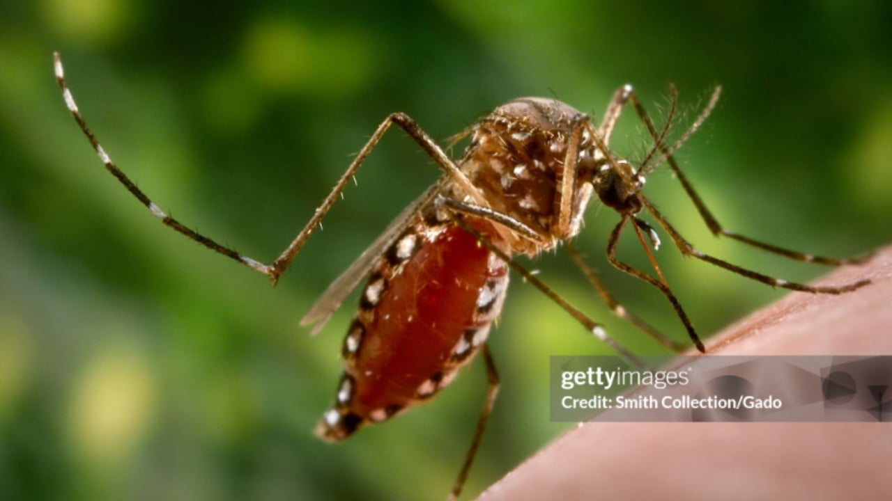 Ministério da Saúde lança nova campanha nacional contra o Aedes aegypti