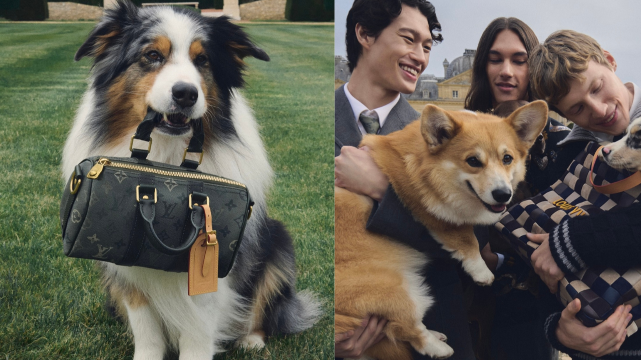 Louis Vuitton lança “Dog Accessories Collection 2026” sob direção de Pharrell Williams