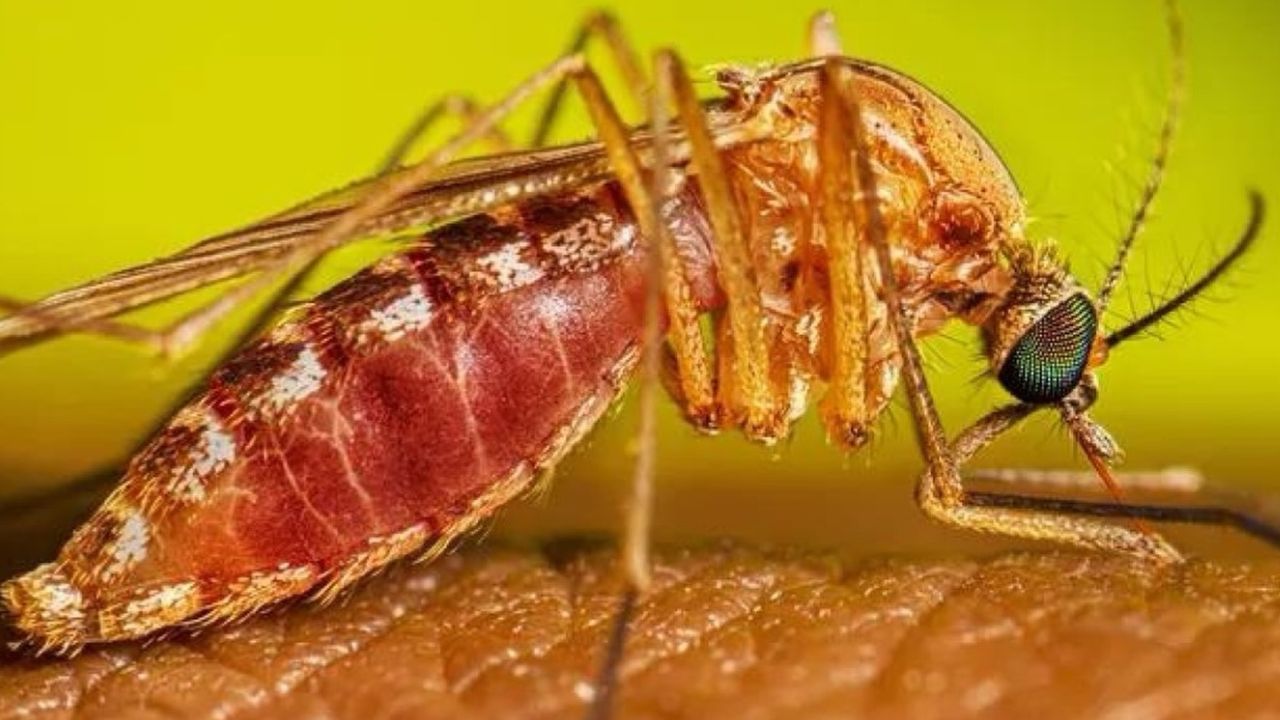 Febre do Nilo Ocidental: SP confirma dois primeiros casos em humanos no estado