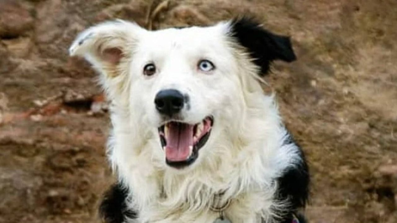 Cão resgatado vira herói em missões na Venezuela